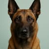 Belgian Malinois